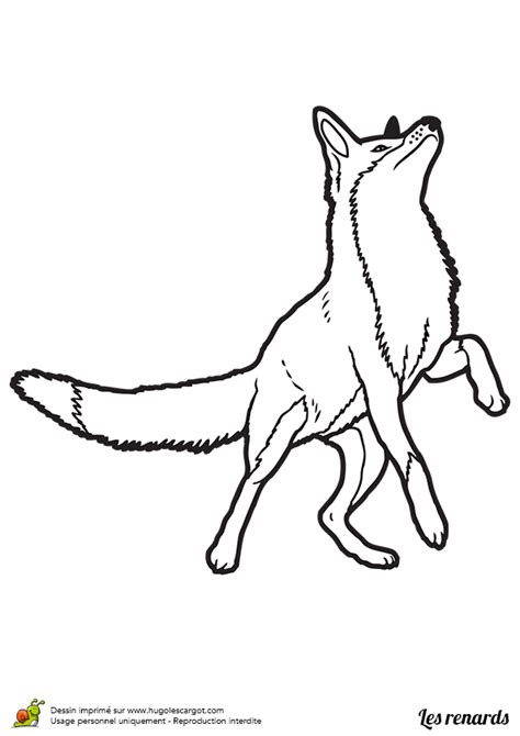 Coloriage renard realiste