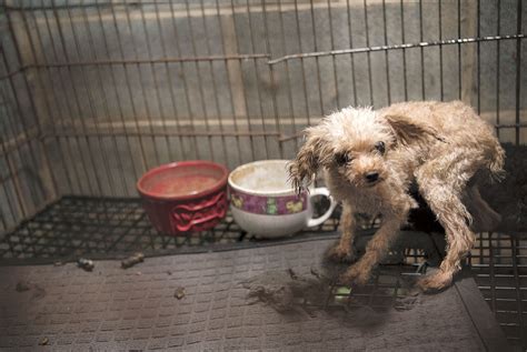 What Happens To Dogs In Puppy Mills