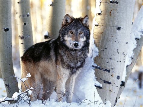 Population The Gray Wolf