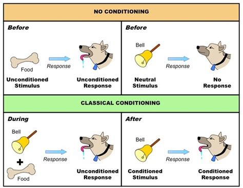 👍 Classical conditioning cartoon. Learning: Classical Conditioning