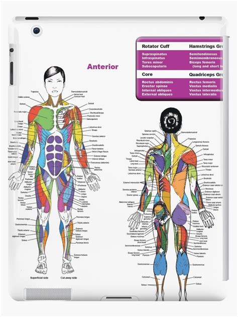 Printable Muscle Anatomy Chart Musculature Body Building Anatomy