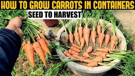 How To Grow Carrots At Home Seed To Harvest Youtube