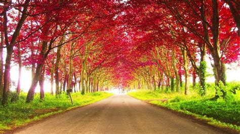 Road Between Red Autumn Trees During Daytime Hd Nature Wallpapers Hd