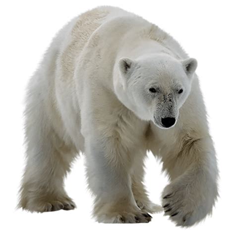 Polar Bear Png Images Transparent Hd Photo Clipart Polar Bear