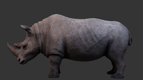 Artstation Northern White Rhino 3d Model