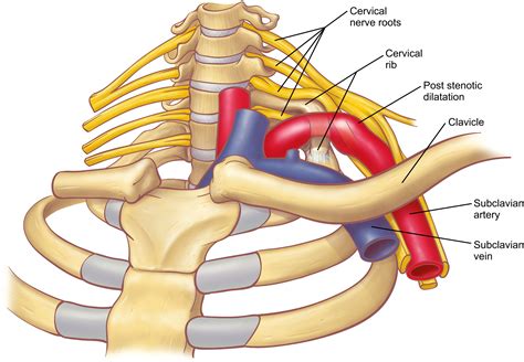 Anatomy Of The Thoracic Outlet Thoracic Surgery Clinics
