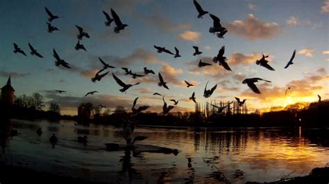 Lake Sunset Birds Flying To The Camera Gopro 1080p Youtube