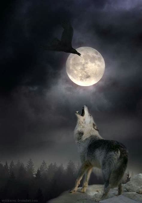 Pin By Chamonix Bastick On Wolves Wolf Photos Wild Wolf Wolf Love