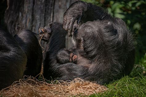 Critically Endangered Baby Chimpanzee Born At Chester Zoo