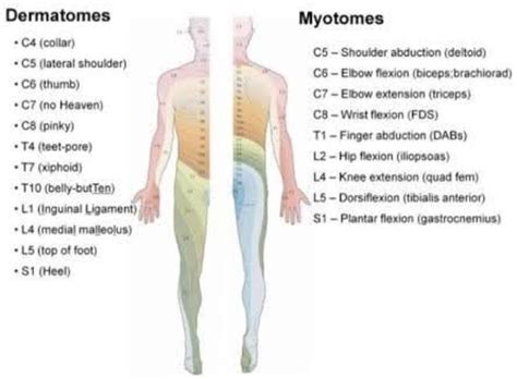 Dermatomes And Myotomes Dermatomes By Ypta Jul 2020 Medium
