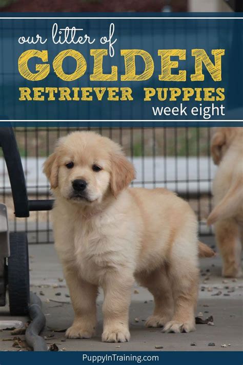 Puppies should not be allowed to run and mob. Our Litter Of Golden Retriever Pups - Week 8 | Puppies ...