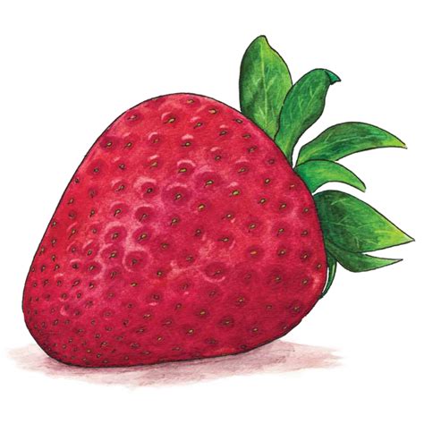 Watercolor Strawberry Png Photo Png Mart