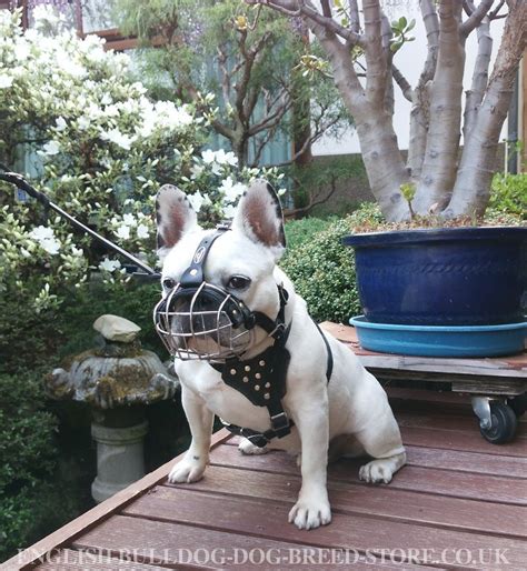 37 Best Photos French Bulldog Muzzle Amazon Buy Padded Ventilated Dog