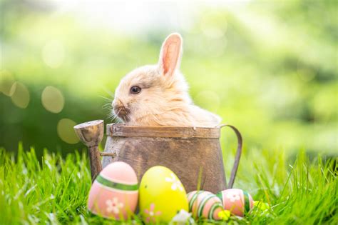 Osterhasen kücken nylon beutel etwa din a4. Ostern auf Norderney