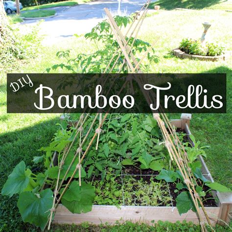 When growing cucumbers as cultivated plants for ease of care and a rich harvest of constructing a trellis. DIY Bamboo Garden Trellis - This Pug Life