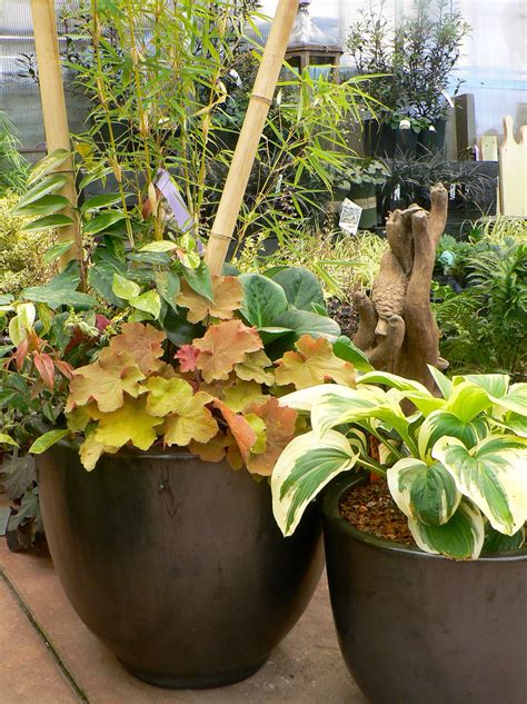 Shade Containers Shade Plants Plants Garden Pots