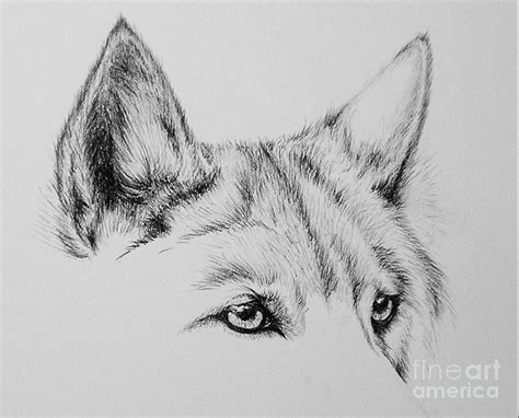 Wolf Eyes Drawing By Catherine Howley Fine Art America