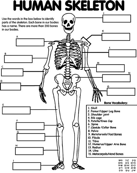 Human Skeleton Printable Teaching Pinterest