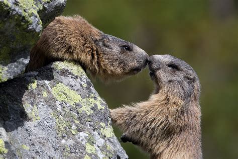 Marmota marmota ssp. latirostris (Marmotta alpina) - SVK ...
