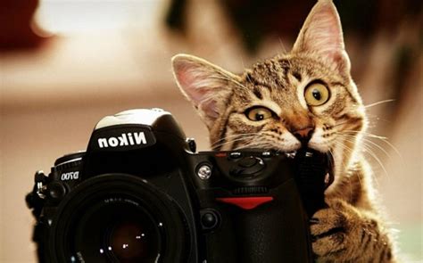 Funny Cat Fight Desktop Background Funnypicture Best Ideas About Cute Cat Wallpaper On Pinterest