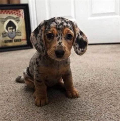 10 Photos Of Dogs With Unusual Yet Very Beautiful Markings Quizai