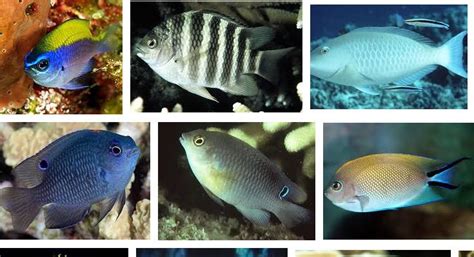 Maybe you would like to learn more about one of these? Nama Ikan Laut Karang dan Gambarnya Lengkap - infoikan.com