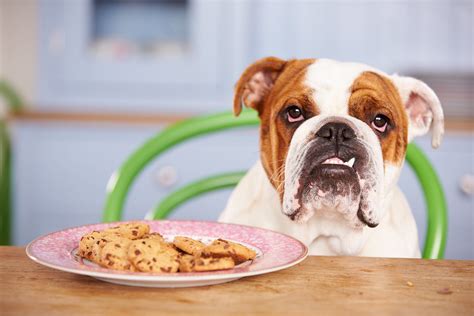 Tips For Overweight Dogs Everypaw