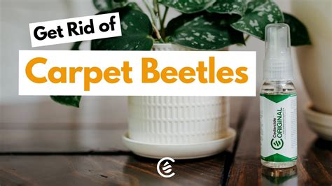 Get Rid Of Carpet Beetles Naturally Youtube