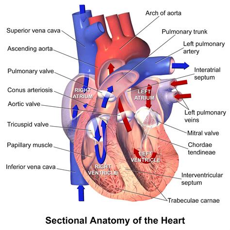 Parts Of The Human Heart And Their Functions | MedicineBTG.com