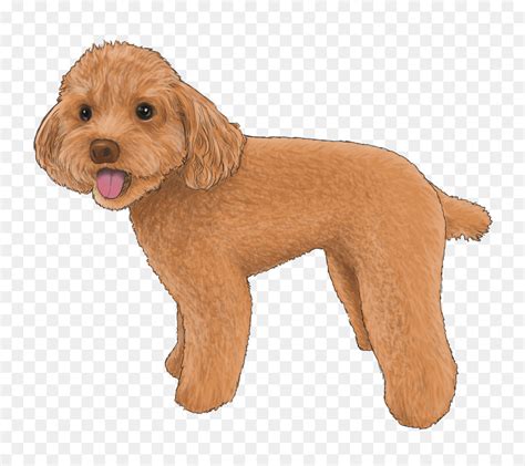 The mini (or toy) goldendoodle is part golden retriever, part miniature poodle. Free Cockapoo Silhouette, Download Free Clip Art, Free Clip Art on Clipart Library