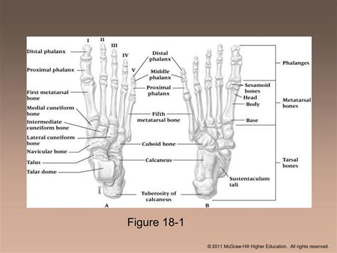 Ppt Chapter 18 The Foot Powerpoint Presentation Free Download Id