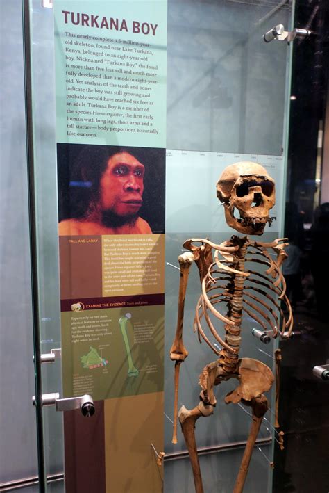 .and human rights in turkana county, kenya, highlights the increased burden facing the government of kenya to ensure access to water, food, health, and security in the turkana region. NYC - AMNH: Spitzer Hall of Human Origins - Turkana Boy ...