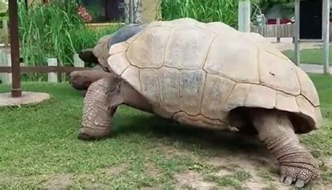 This Is What A Lb Giant Tortoise Looks Like Compared To A Human