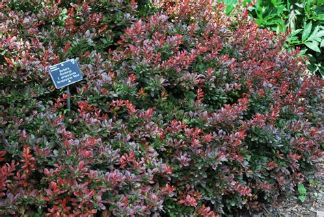 Berberis Thunbergii Atropurpurea Nana Emerald Plants