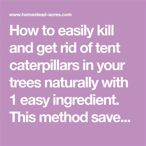 How To Get Rid Of Tent Caterpillars Tent Caterpillars Tent Rid