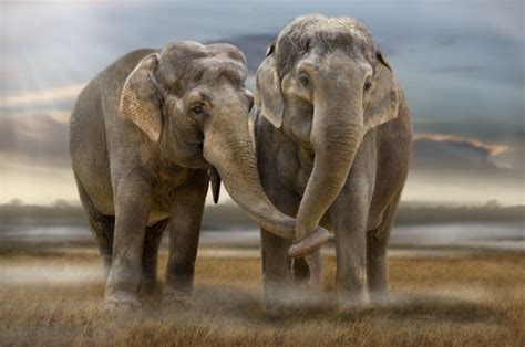 Animals Cute Djur Elephant Elephants Friends Image 2703 On