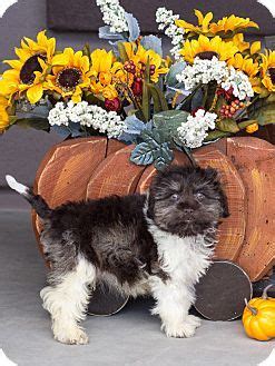 Schnauzer (miniature) puppies and dogs. Chandler, AZ - Miniature Schnauzer. Meet Super Fudge, a puppy for adoption. http://www.adoptapet ...