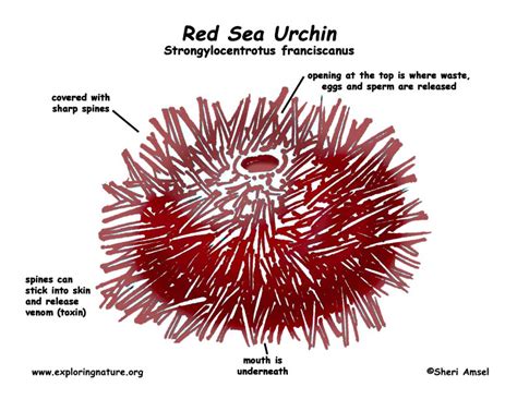 Sea Urchin Red