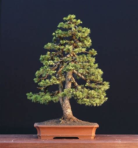 Norway Spruce Bonsai Tree
