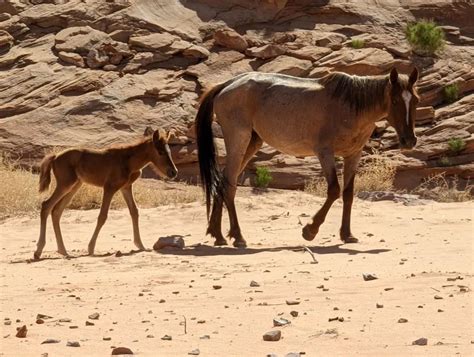 Feral Horses Rescued From Lake Powell Beach By National Park Service