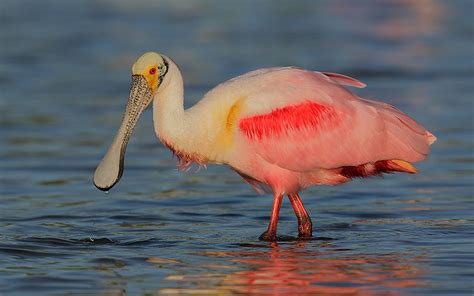 Roseate Spoonbill Platalea Ajaja Color Can Range From Pale Pink To