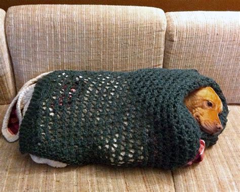 12 Dogs Wrapped Up Like Adorable Burritos The Dog People By