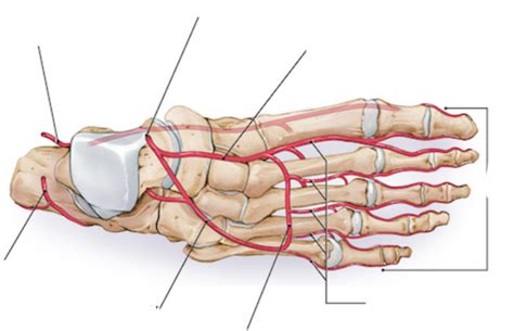 Foot Arteries Diagram Understanding The Tibial Pedal Arterial Anatomy
