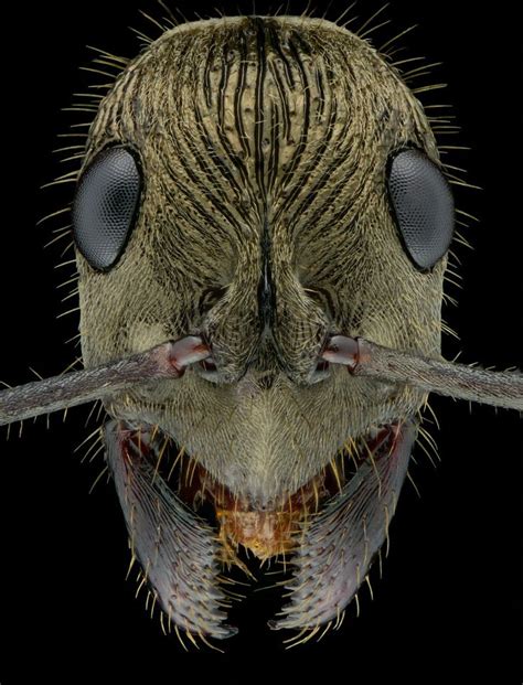A Close Up View Of The Head And Eyes Of A Fly Insect With Long Antennae