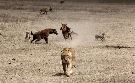 Lion Vs Hyena Who Wins In A Fight Vital Facts Hyena Lions And