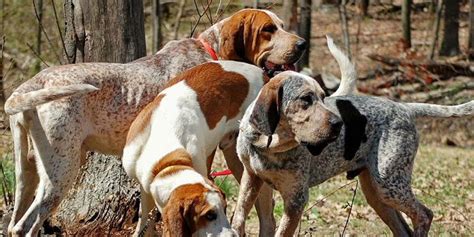 american english coonhound information facts  pictures