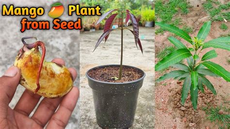 Mango Seed Germination How To Grow A Mango Tree From Seed In 2022