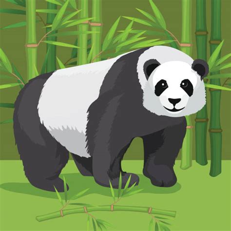 Giant Panda Illustrations Royalty Free Vector Graphics And Clip Art Istock