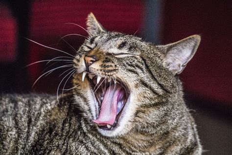 While it's easier to start this habit when they're young, you. How to Brush Your Cat's Teeth | The Dog People by Rover.com