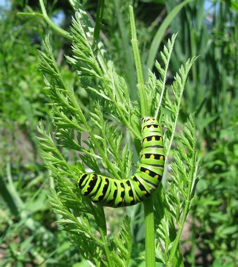 Swallowtail Nectar Plants Add These To Attract Swallowtails Plants